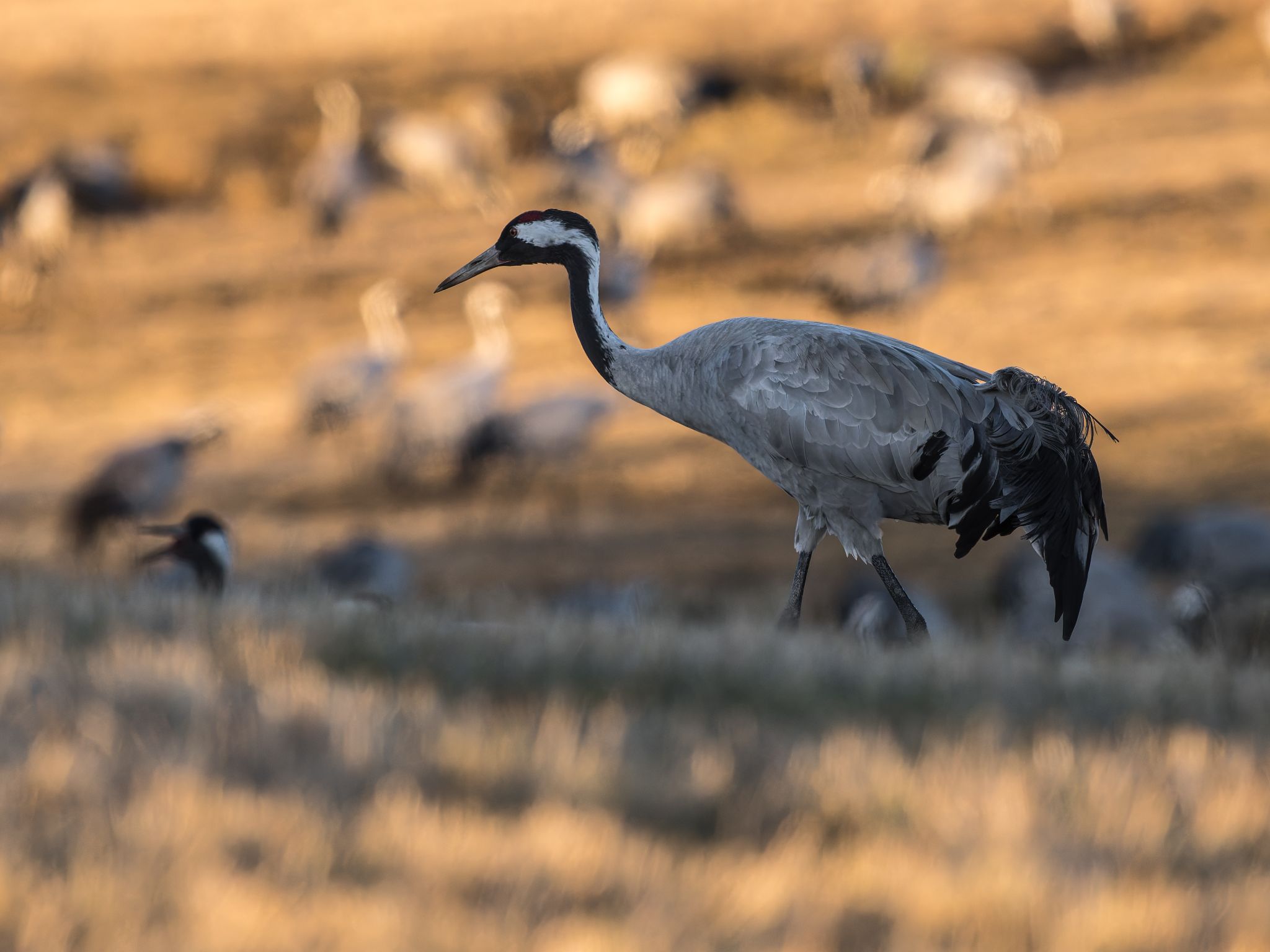 201 250321 1744 H  1HR0416 DxO DeepPRIME XD2s